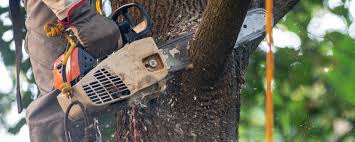 How Our Tree Care Process Works  in  Charleston, MO